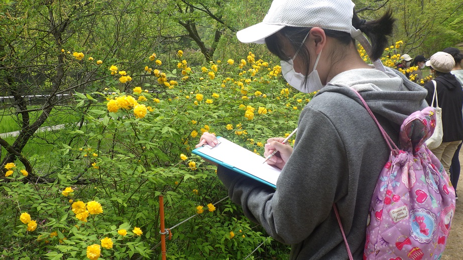 環境学習植物の観察.JPG