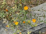 IMG_0715.jpg