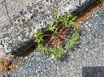 IMG_0718.jpg