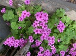 IMG_0720.jpg