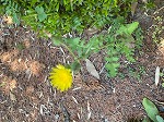 IMG_0735.jpg