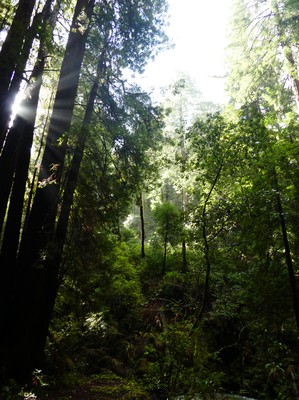 Muir Woods 2.jpg
