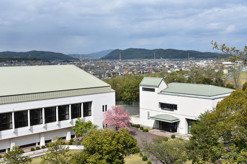 ハナミズキ全景.JPG