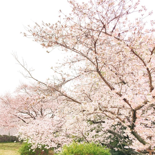 桜②